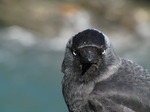 SX07515 Closeup of Jackdaw's head (Corvus monedula).jpg